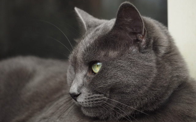 Gray cat green eyes window free wallpaper - medium preview image