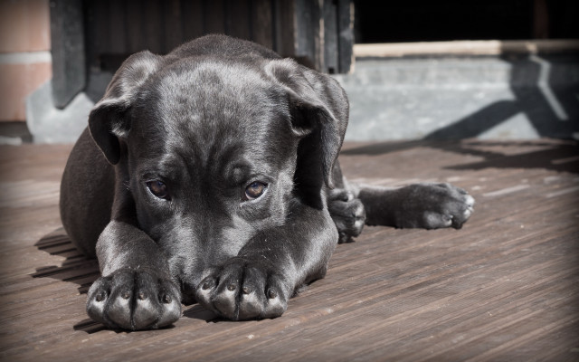 Black dog wooden floor shadow free wallpaper - medium preview image