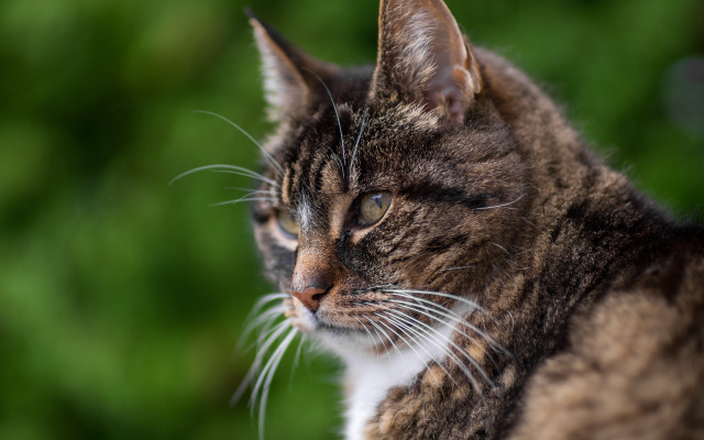 Concerned cat green foliage blurry free wallpaper - medium preview image