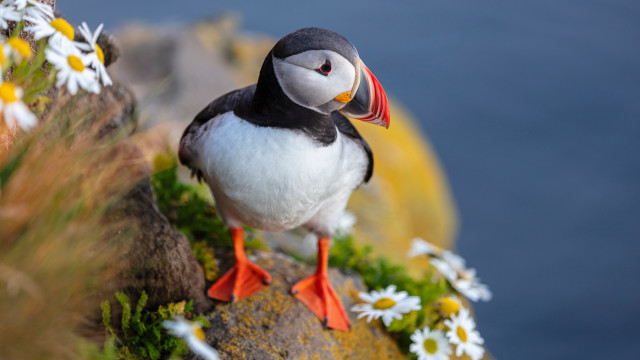 Bird red beak rock daisies free wallpaper - medium preview image