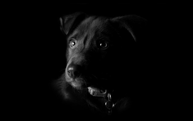 Black dog sad look chiaroscuro free wallpaper - medium preview image