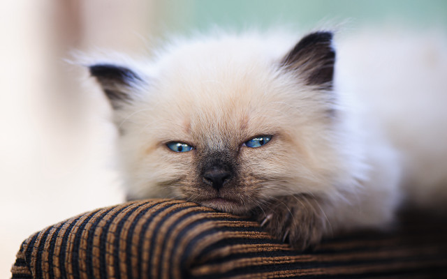 White cat blue eyes chair #2 free wallpaper - medium preview image