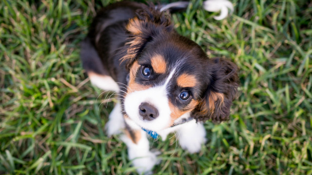 Small dog grass sad cute free wallpaper - medium preview image