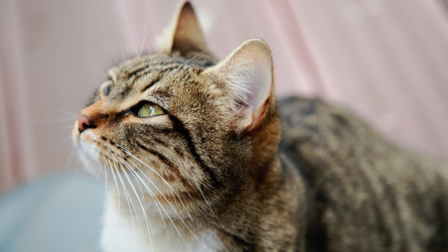 Cat looking up pink background free wallpaper - medium preview image