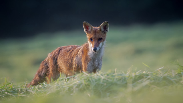 Small fox grassy field blurry free wallpaper - medium preview image