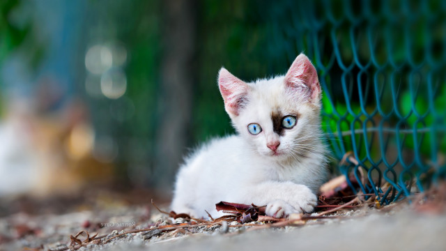 White cat blue eyes fence free wallpaper - medium preview image