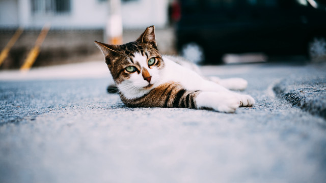 Cat laying ground car building free wallpaper - medium preview image