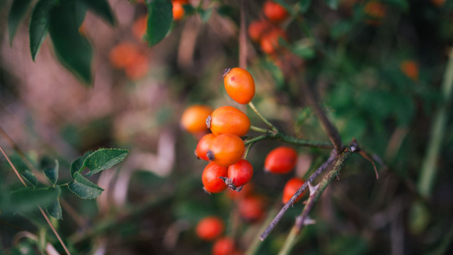 Berries forest macro bokeh blurry free wallpaper - medium preview image