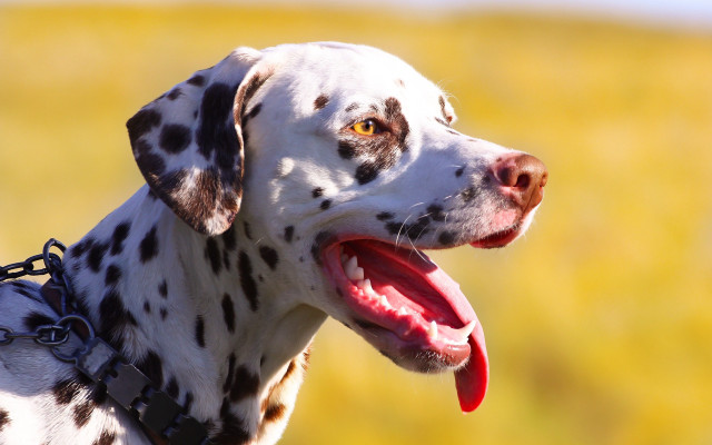 Dalmatian collar leash yellow background free wallpaper - medium preview image