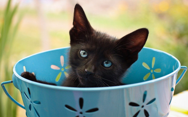 Black kitten blue bowl flower free wallpaper - medium preview image