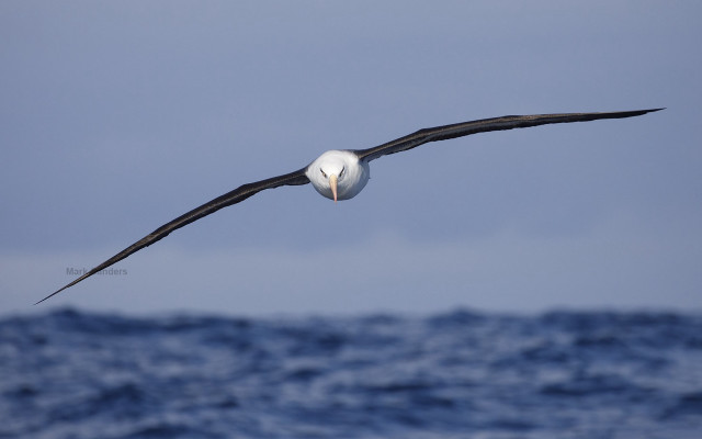 Bird ocean fish beak sky free wallpaper - medium preview image