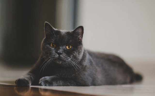 Black cat serious eye vanitas free wallpaper - medium preview image