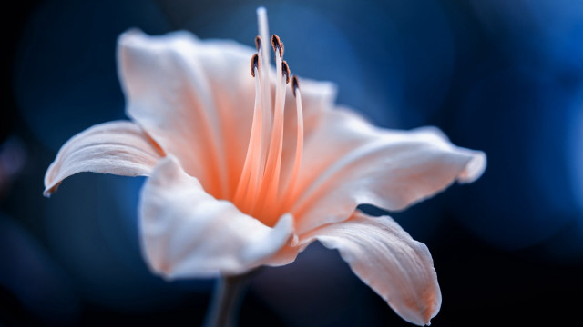 White flower blue blurry macro free wallpaper - medium preview image
