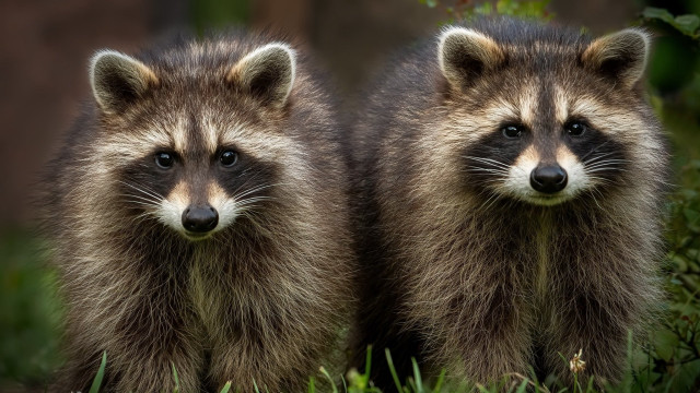 Raccoons grass camera rayonism photorealistic free wallpaper - medium preview image