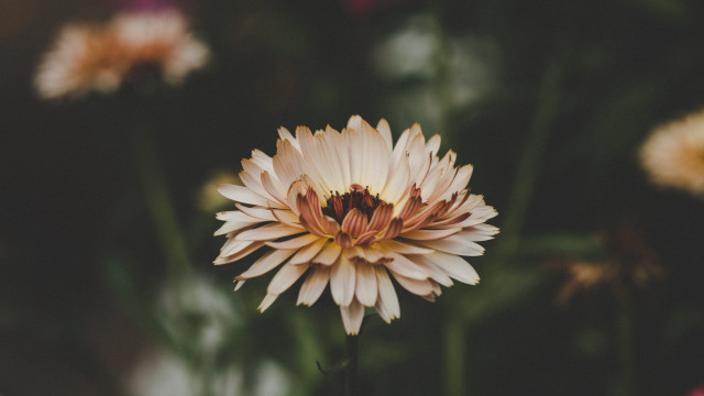 Flower bee bokeh shallow depth free wallpaper - medium preview image