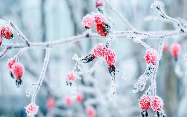 Ice covered berry branch winter free wallpaper - medium preview image