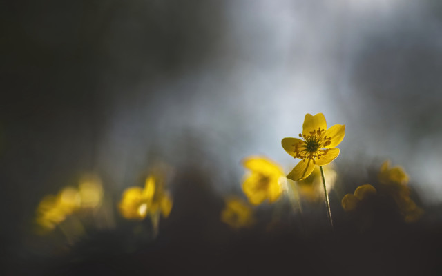 Yellow flower field butterfly sunset free wallpaper - medium preview image