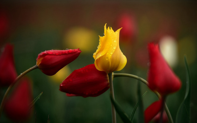 Yellow red flower water drops free wallpaper - medium preview image