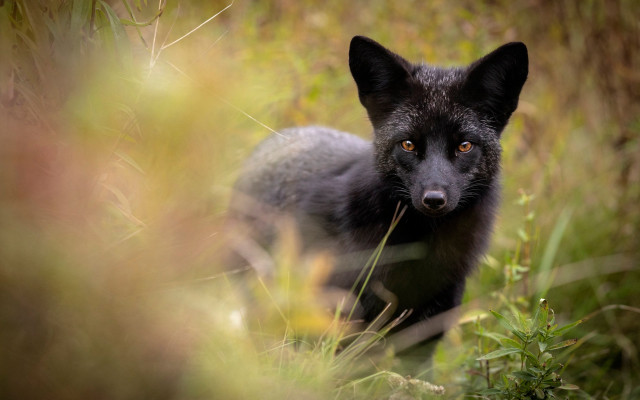 Black fox sad portrait outdoors free wallpaper - medium preview image