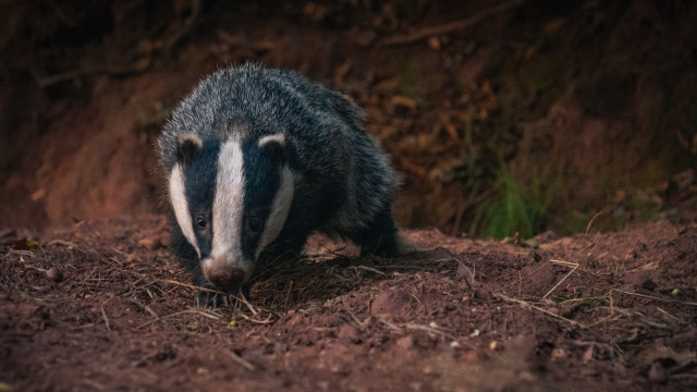Badger woods dirt foraging naturalism free wallpaper - medium preview image
