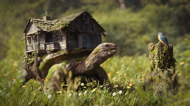 Turtle bird house back storybook free wallpaper - medium preview image