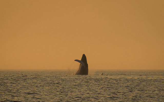Whale jumping sunset beach boat free wallpaper - medium preview image