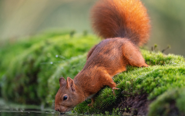 Squirrel mossy pond green vegetation free wallpaper - medium preview image