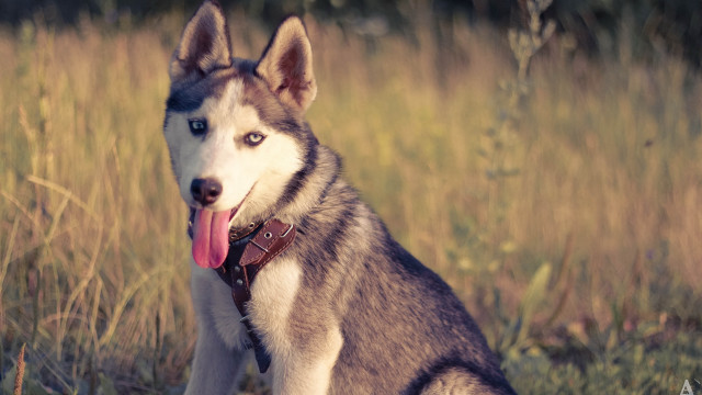 Husky field tongue out blurry free wallpaper - medium preview image