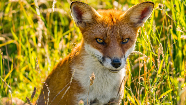 Fox grass portrait blurry nature free wallpaper - medium preview image