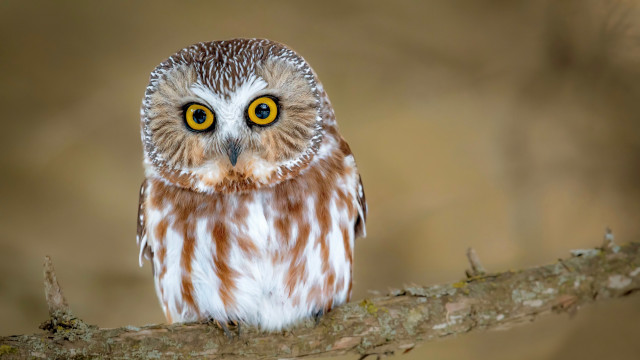 Small owl yellow eyes striped free wallpaper - medium preview image