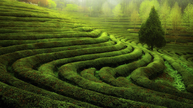 Large green maze tree foggy free wallpaper - medium preview image