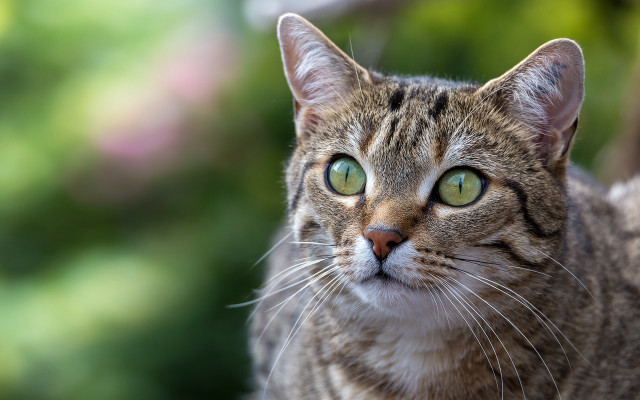 Cat green eyes blurry background #7 free wallpaper - medium preview image