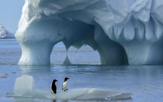 Penguins iceberg ocean ecological art free wallpaper - medium preview image