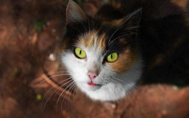 Black cat green eyes macro #9 free wallpaper - medium preview image