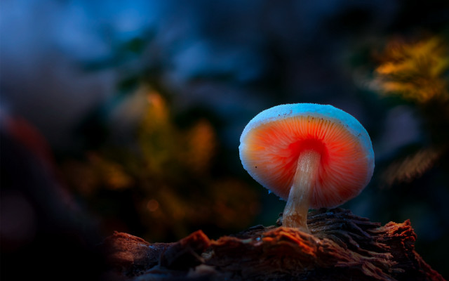 Mushroom red center tree stump free wallpaper - medium preview image