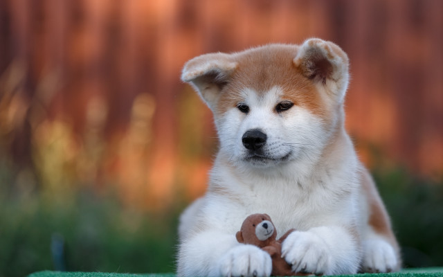 Puppy shiba inu toy outdoor free wallpaper - medium preview image