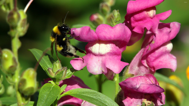 Bee pink flower green leaves #6 free wallpaper - medium preview image
