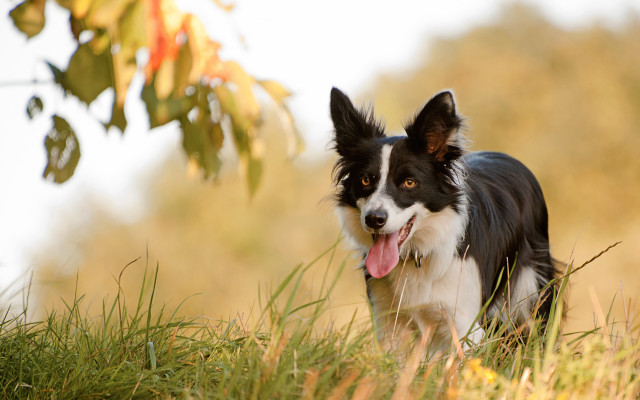Dog grass tree blurry outdoor free wallpaper - medium preview image
