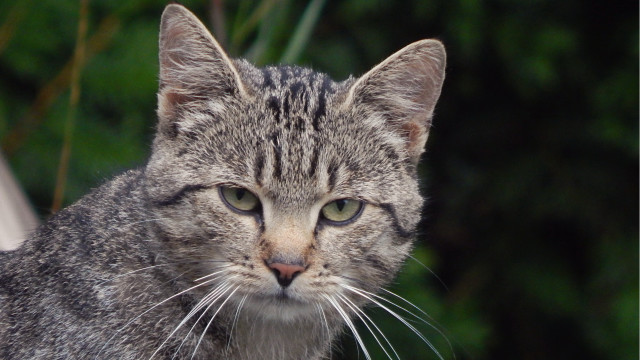 Furry cat headshot blurry background free wallpaper - medium preview image