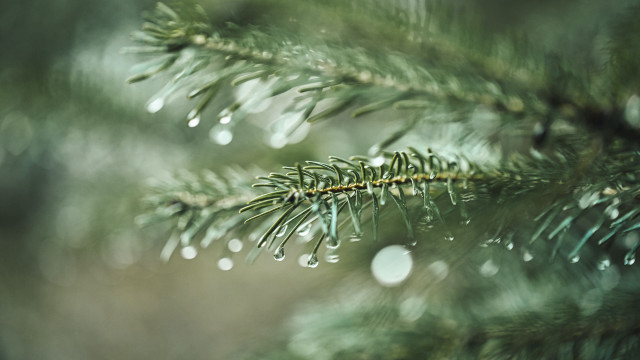 Pine branch water drops macro #2 free wallpaper - medium preview image
