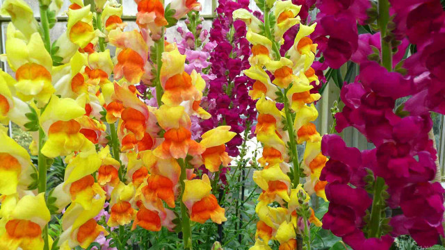 Flowers vase table outside house free wallpaper for desktop - medium preview image