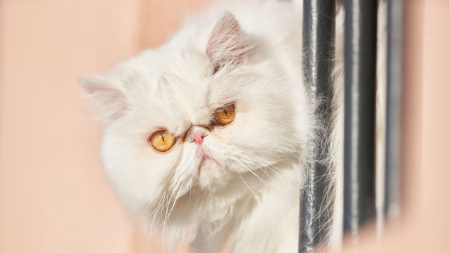 White cat window pink background free wallpaper - medium preview image
