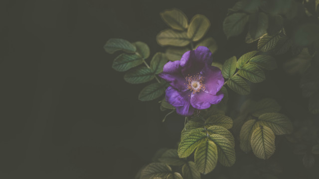 Purple flower green leaves dark free wallpaper - medium preview image