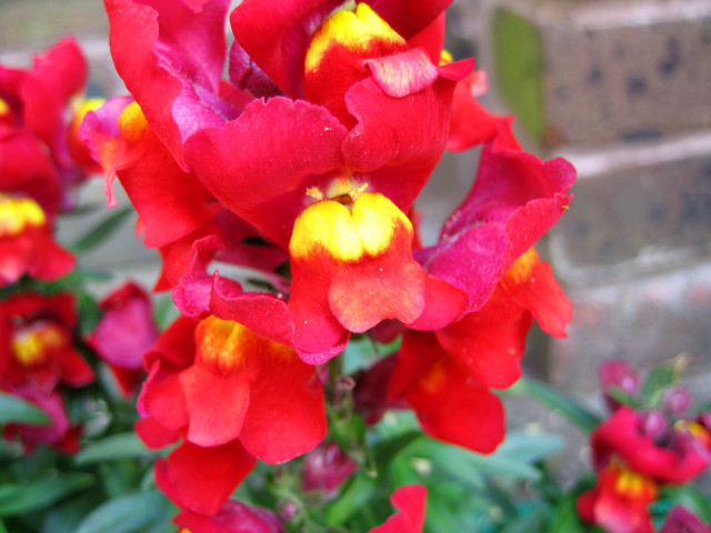 Red flowers yellow centers garden free wallpaper - medium preview image