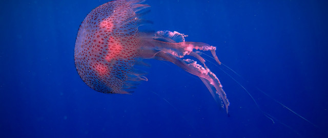 Jellyfish blue water side open free wallpaper - medium preview image