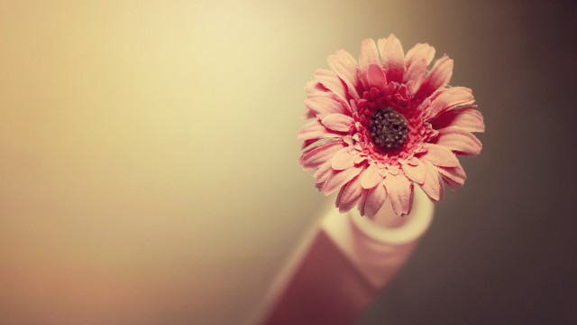 Pink flower white vase light free wallpaper - medium preview image