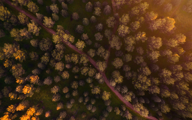 Forest sunlight road autumn nature free wallpaper - medium preview image