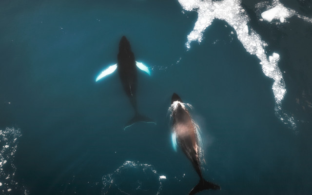 Dolphins shark hologram night starry free wallpaper - medium preview image