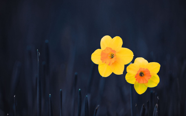 Yellow flowers field macro photography free wallpaper - medium preview image