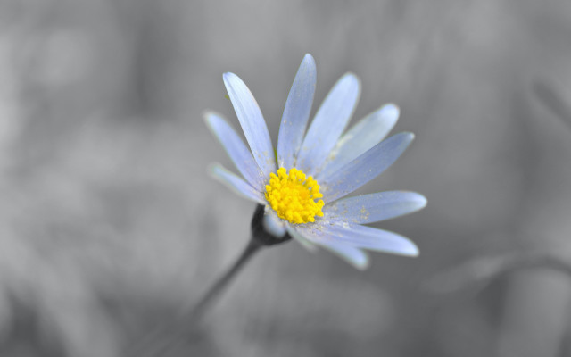 Blue flower yellow center macro #3 free wallpaper - medium preview image